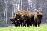 Школьные и групповые экскурсии, Брест - Беловежская пуща