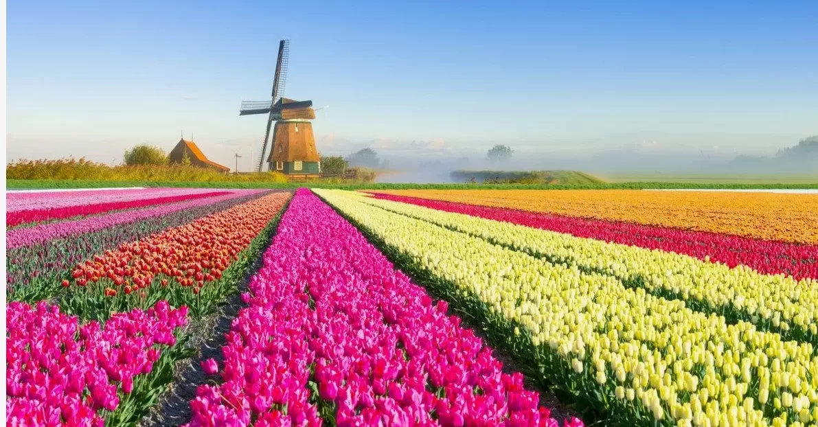 Мотоль - Тюльпановая ферма 