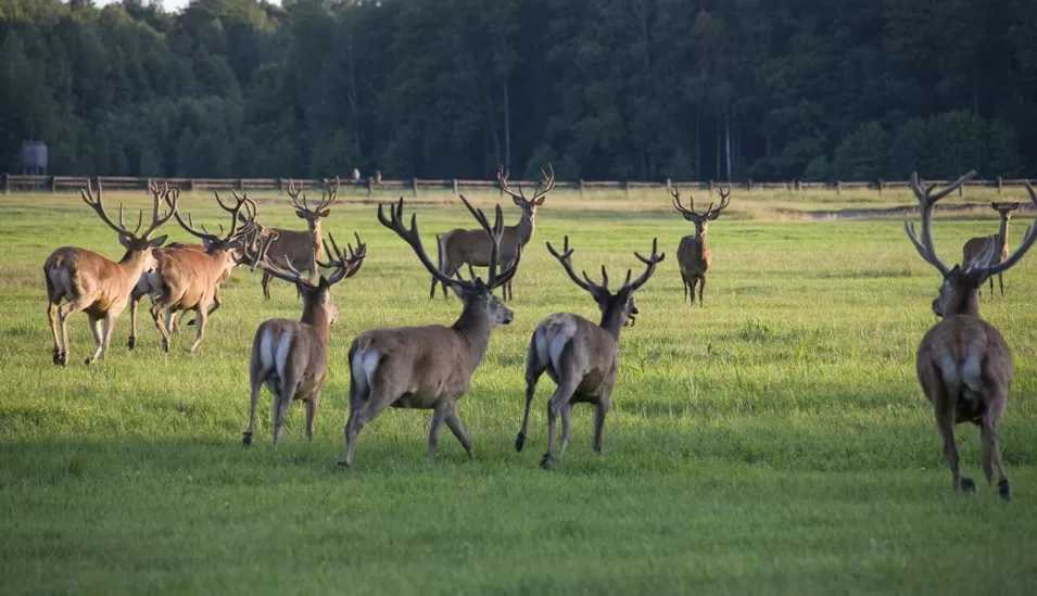Сердце Полесья 