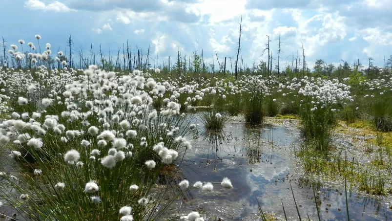 Экскурсии по Беларуси , Ельня - жемчужина Беларуси