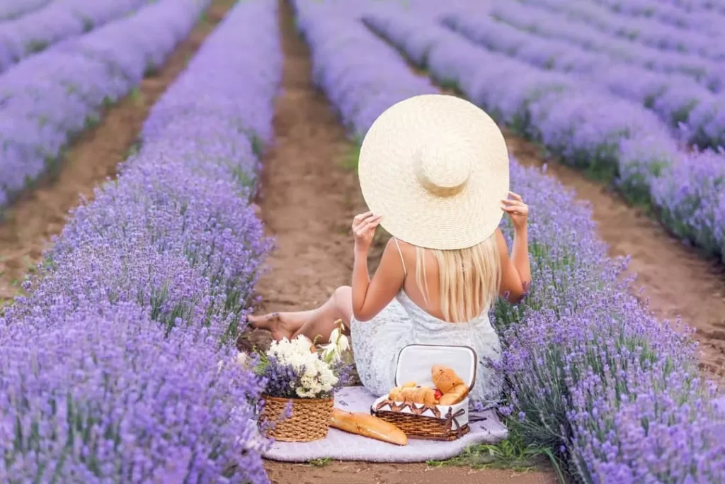 Гомельский прованс