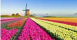 Мотоль - Тюльпановая ферма 