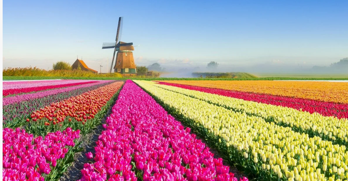 Мотоль - Тюльпановая ферма 