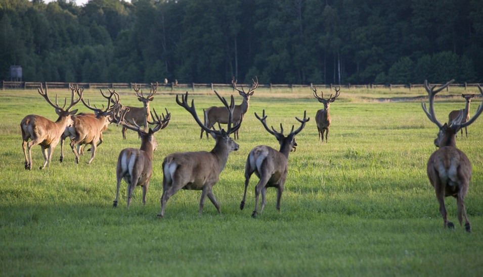 Сердце Полесья 