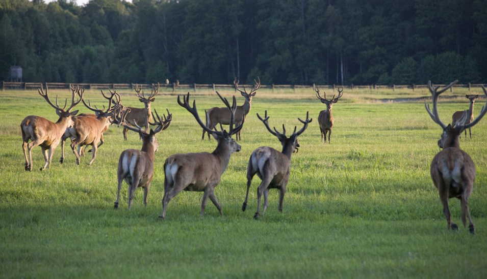Туров - Лясковичи 